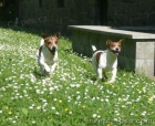 Jack Russel teri�r