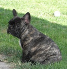 Francouzsk� buldo�ek - �t��ata s PP