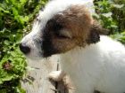 JACK RUSSELL TERIER - DRSNOSRST� FENE�KA!