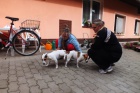 �����tka Jack Russel Teri�ra