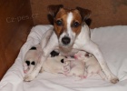 �t���tka Jack Russel teri�r