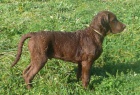 Chesapeake bay retriever 