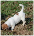 Posledn� voln� pejsek JRT s PP!!