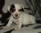 jack russell terier