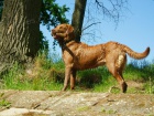 Chesapeake bay retriever