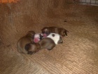 lhasa apso s pp