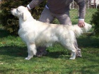 Zlat� retriever s PP