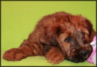 Briard