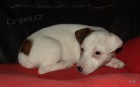 jack russell terier