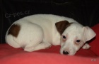 jack russell terier