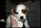 Jack Russell terier s PP