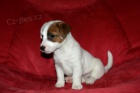 N�dhern� fenka Jack Russell terier