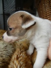 LUXUSN� PEJSEK JACK RUSSELL TERIER - PO RODI��CH S PP!