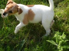 LUXUSN� PEJSEK JACK RUSSELL TERIER - PO RODI��CH S PP!
