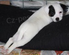 Jack Russell teri�r s PP