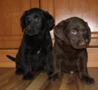 �t�n�tka labradora