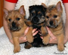 Norwich Terrier