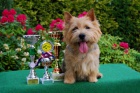 Norwich Terrier