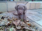 tata chesapeake bay retriever