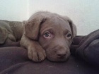 tata chesapeake bay retriever