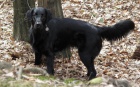 Flat Coated Retriever- ttka, feneky