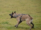 Belgick ovk malinois s PP