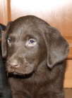 labrador retriever �t�n�tka