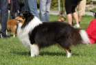  Nabdka kryt - sheltie s PP