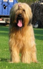 Briard