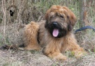 Briard