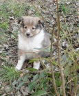 ttka Sheltie zlat barvy