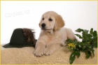 St��ata Golden retriever (Zlat� retriever)