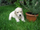 St��ata Golden retriever (Zlat� retriever)