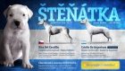 Argentinsk doga 