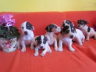 jack russell terier 3000 k� �t�n�tka