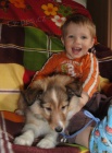 Sheltie