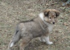 Sheltie
