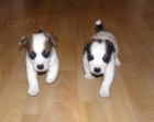 �t��ata jack russell teriera s PP