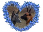 Belgick ovk malinois s PP