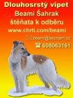 Dlouhosrst vipet / Silken windsprite / Longhaired whippet