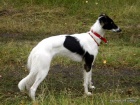 Dlouhosrst vipet / Silken windsprite / Longhaired whippet