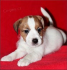 Jack russel terrier s PP