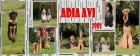 ADIA AVI chov.st Erdelterir-Airedaleterrier,Pudl