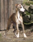 vipet-whippet