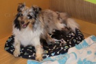 prodm tnatka sheltie
