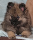 vl pic-keeshond