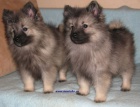 vl pic-keeshond