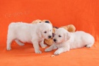 zlat� retr�vr - golden retriever s PP