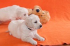 zlat� retr�vr - golden retriever s PP