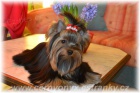 Yorkshire terrier